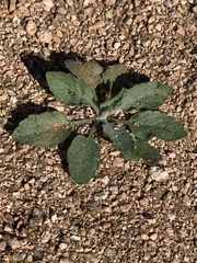 Rhynchosida physocalyx