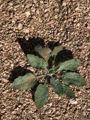 Rhynchosida physocalyx