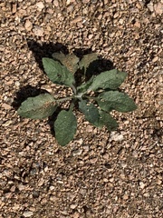 Rhynchosida physocalyx