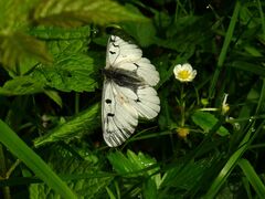Parnassius mnemosyne