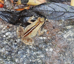 Rhinella ornata