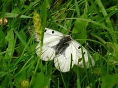 Parnassius mnemosyne