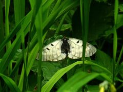 Parnassius mnemosyne
