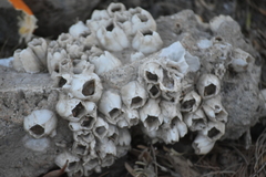 Amphibalanus eburneus