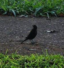 Molothrus rufoaxillaris