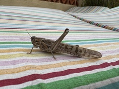 Schistocerca gregaria