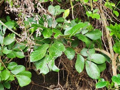 Aglaia rimosa