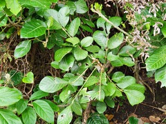 Aglaia rimosa