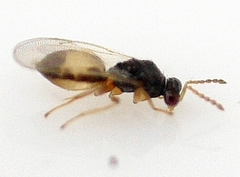 Euplectrus