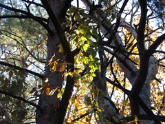 Parthenocissus inserta