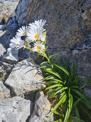 Dolichoglottis scorzoneroides