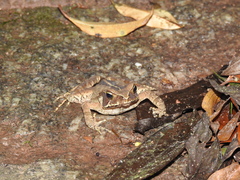 Rhinella ornata