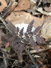 Sceptridium dissectum dissectum