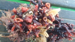 Schizoporella errata