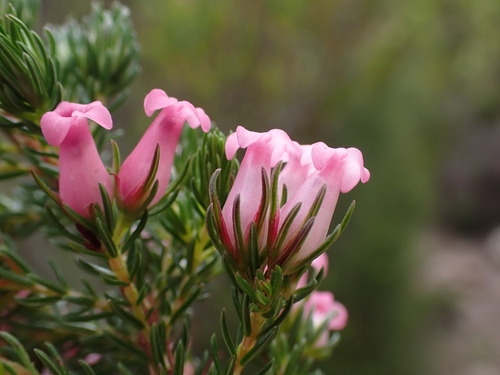 Image of Erica daphniflora by (c) Ren Hoekstra, some rights reserved (CC BY)