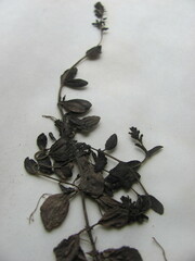 Veronica serpyllifolia serpyllifolia