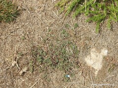 Glandora prostrata