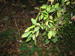 Cornus sanguinea