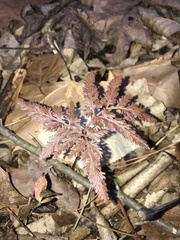 Sceptridium dissectum dissectum