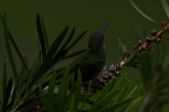 Chrysuronia versicolor