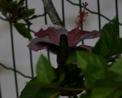 Chrysuronia versicolor