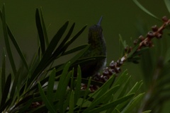 Chrysuronia versicolor