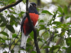 Trogon surrucura