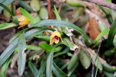 Maxillaria variabilis