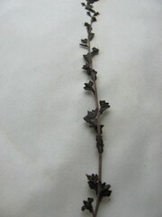 Veronica serpyllifolia serpyllifolia