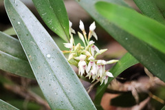 Maxillaria densa