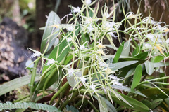 Epidendrum ciliare
