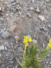 Calceolaria thyrsiflora