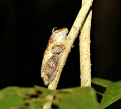 Ranoidea serrata