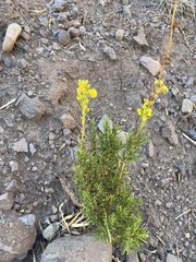 Calceolaria thyrsiflora