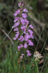 Dactylorhiza iberica