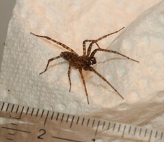 Tegenaria campestris