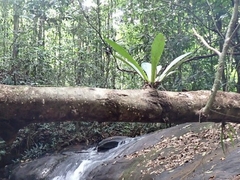 Philodendron linnaei