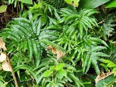 Pteris minor