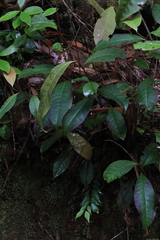 Eupomatia laurina