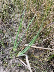 Juncus validus