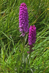 Dactylorhiza urvilleana