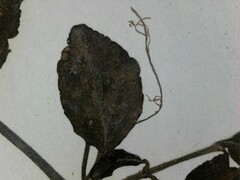 Veronica serpyllifolia serpyllifolia