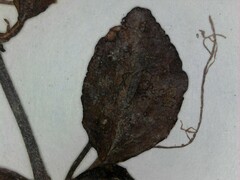 Veronica serpyllifolia serpyllifolia