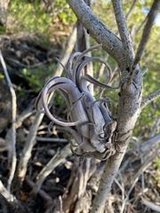 Tillandsia paucifolia