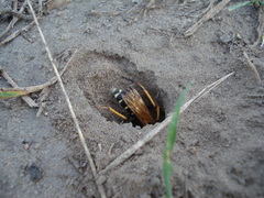 Parabatozonus lacerticida