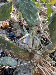 Tillandsia paucifolia