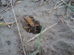 Parabatozonus lacerticida