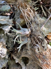 Tillandsia paucifolia