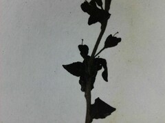 Veronica serpyllifolia serpyllifolia