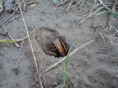 Parabatozonus lacerticida